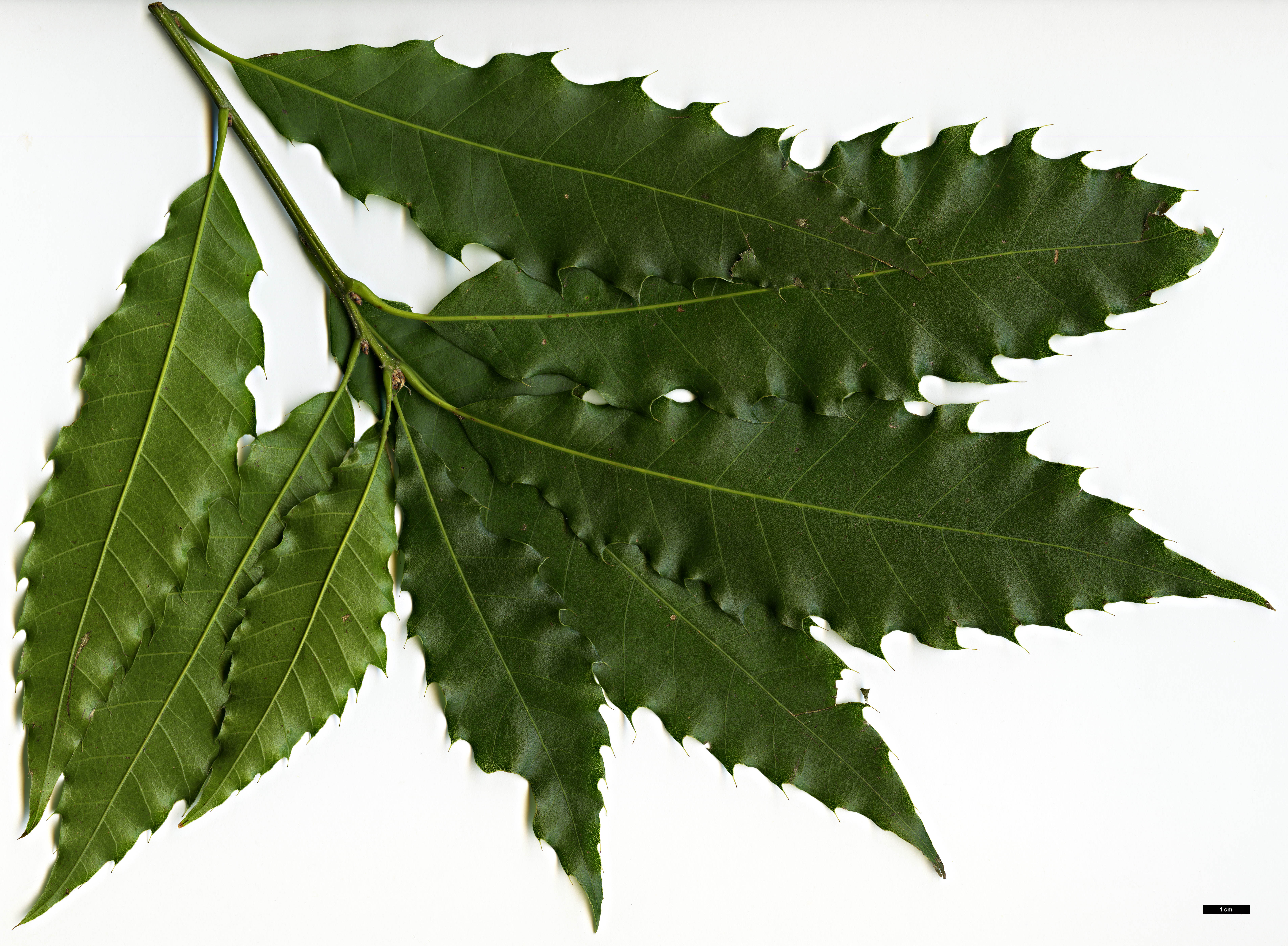 High resolution image: Family: Fagaceae - Genus: Quercus - Taxon: skinneri 